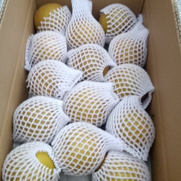 金秋梨