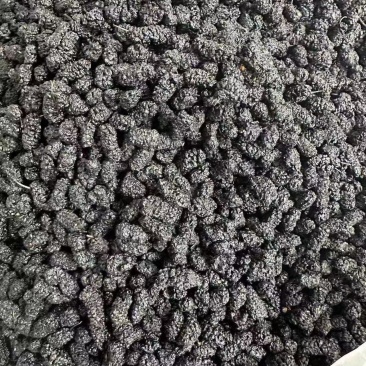 桑椹干产地直发质量保证无沙免洗泡水泡酒批发零售包邮