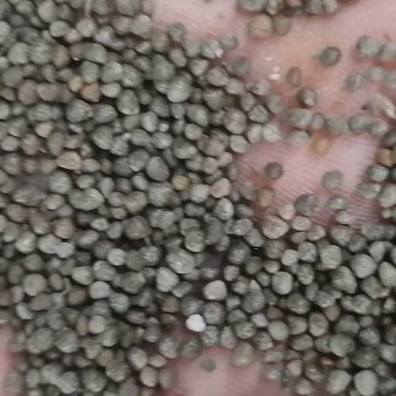 紫苏子新品过滤干净食品药品质量保证苏子苏麻