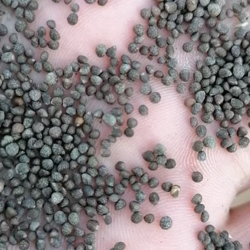 紫苏子新品过滤干净食品药品质量保证苏子苏麻