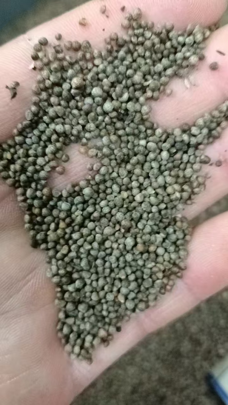 紫苏子新品过滤干净食品药品质量保证苏子苏麻