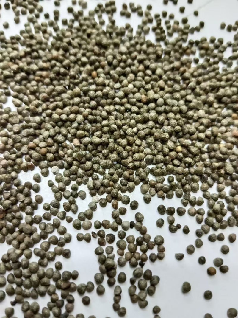 紫苏子新品过滤干净食品药品质量保证苏子苏麻