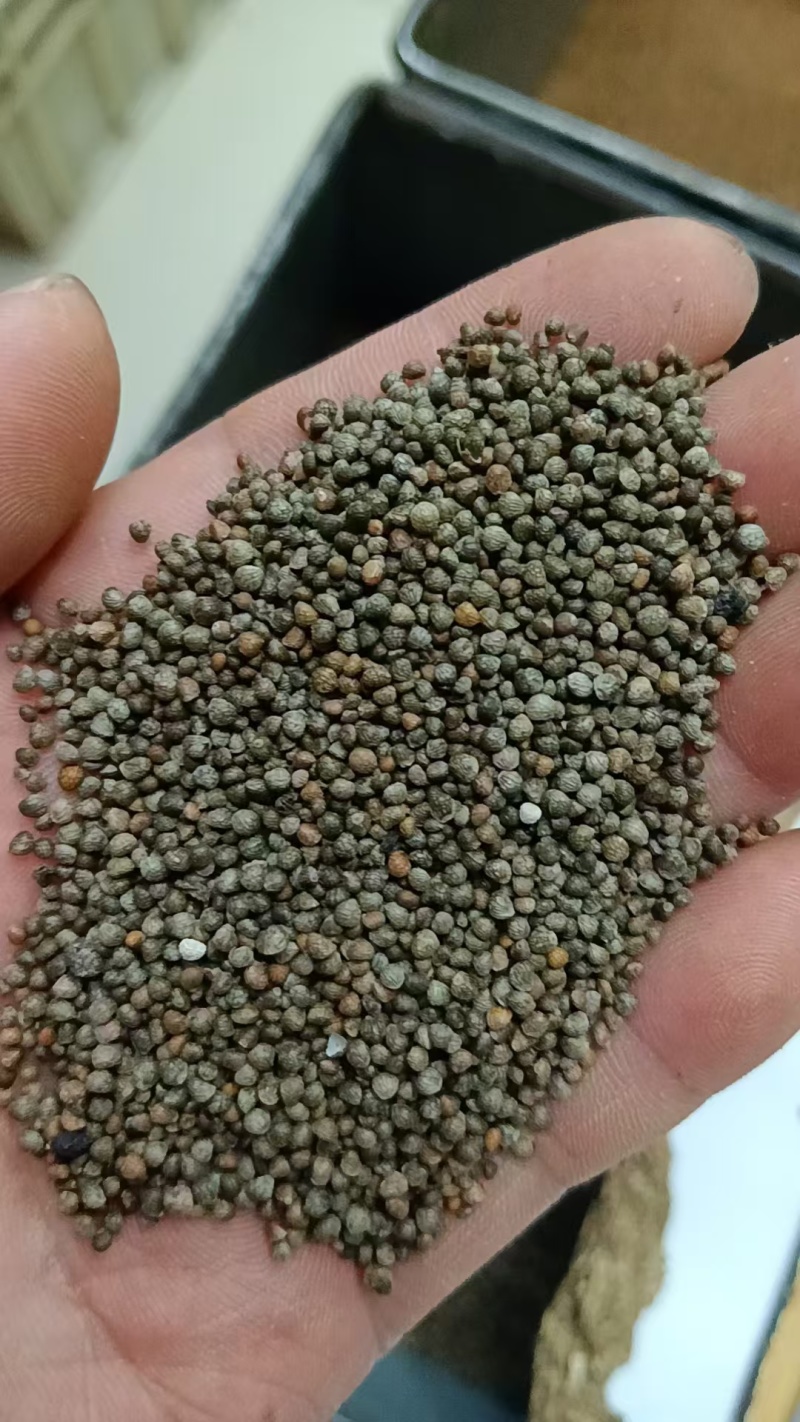 紫苏子新品过滤干净食品药品质量保证苏子苏麻