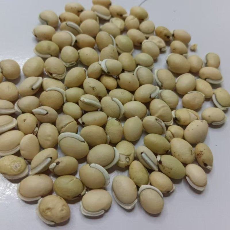 白扁豆大量上市质量保证欢迎下单量大咨询更加优惠
