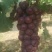 户太八号葡萄上市，欢迎采购