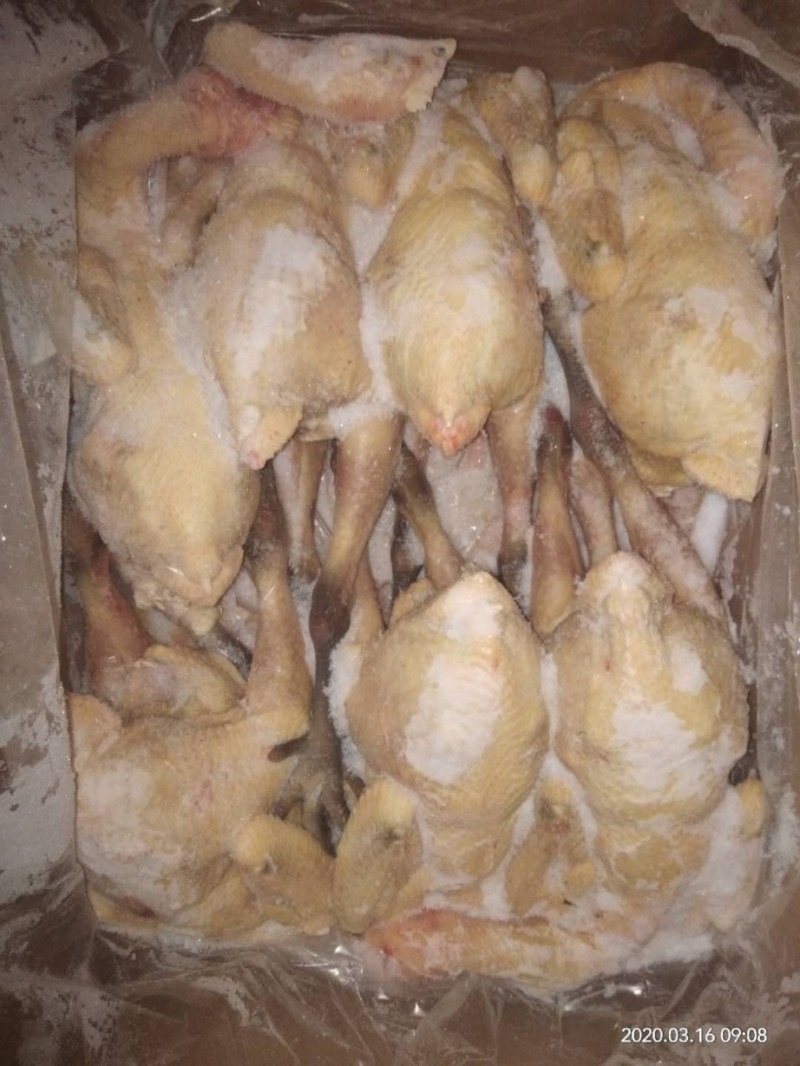 青脚鸡