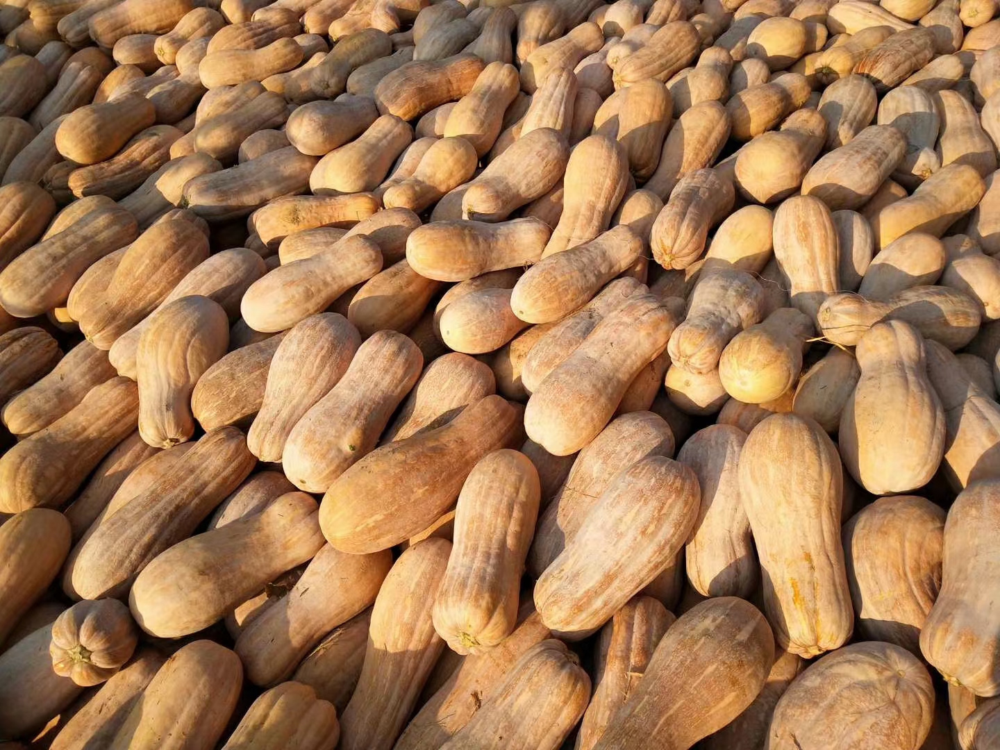 蜜本南瓜在田间整齐排列,藤蔓茂盛,果实饱满 蜜本南瓜田间种植场景