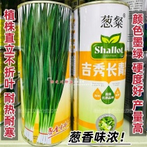 葱粲吉秀长青香葱种子产量高耐热耐寒四季小香葱种子山东小葱