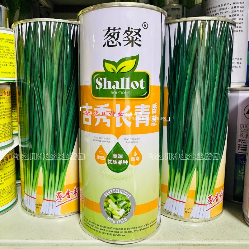 葱粲吉秀长青香葱种子产量高耐热耐寒四季小香葱种子山东小葱