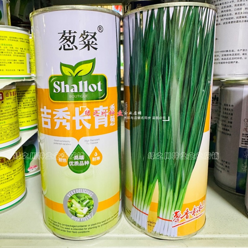 葱粲吉秀长青香葱种子产量高耐热耐寒四季小香葱种子山东小葱