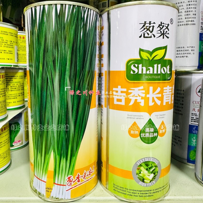 葱粲吉秀长青香葱种子产量高耐热耐寒四季小香葱种子山东小葱