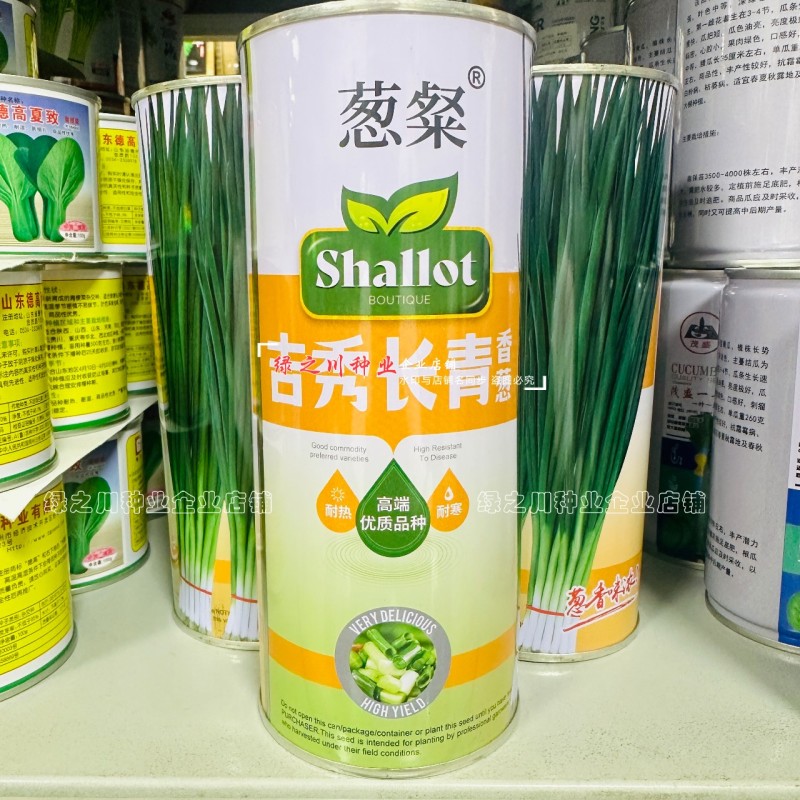 葱粲吉秀长青香葱种子产量高耐热耐寒四季小香葱种子山东小葱
