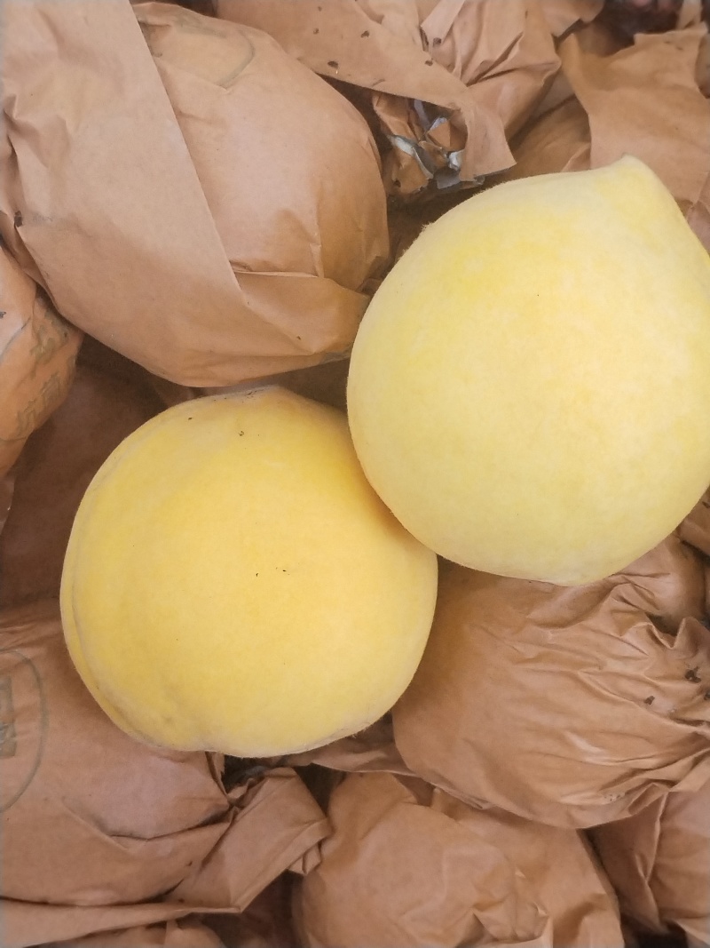 黄金蜜