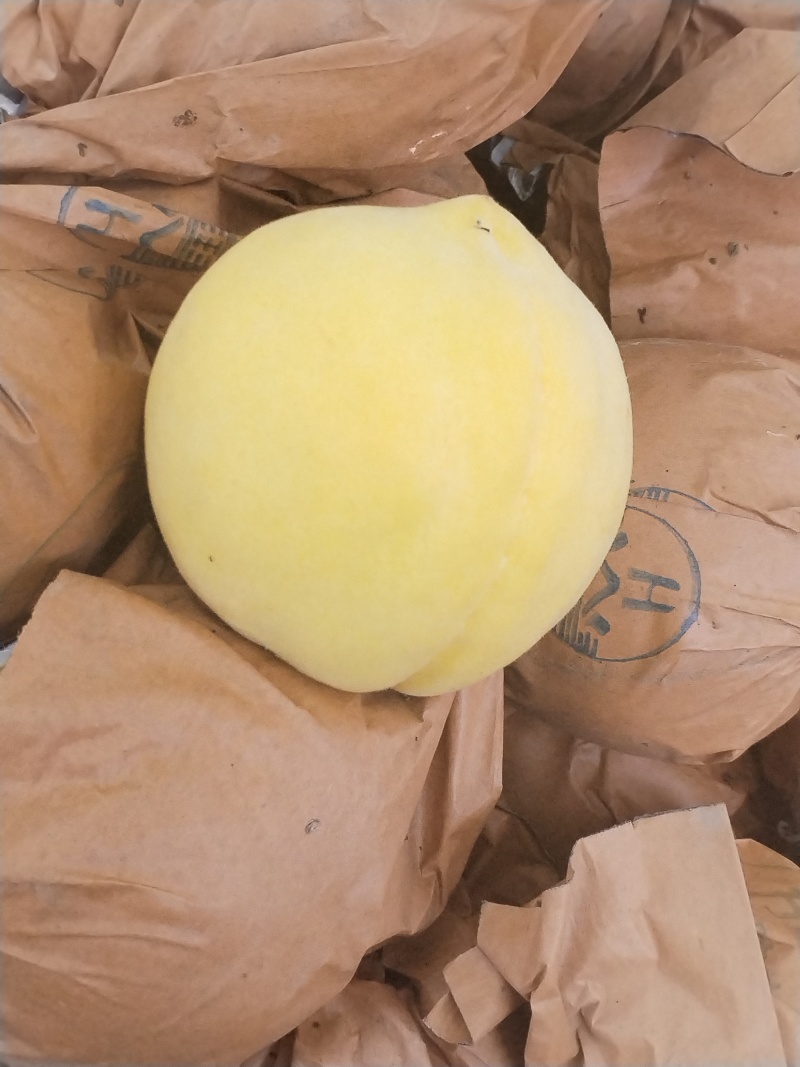黄金蜜