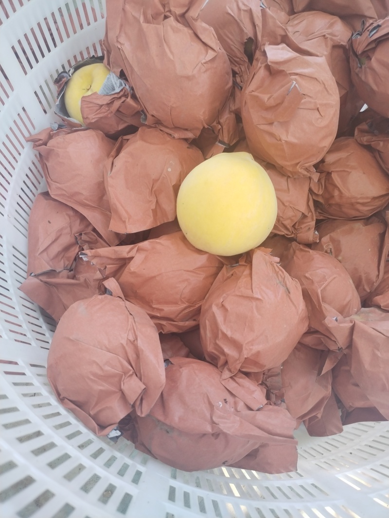 黄金蜜