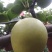 皇冠梨已成熟有要的请联系（***********）