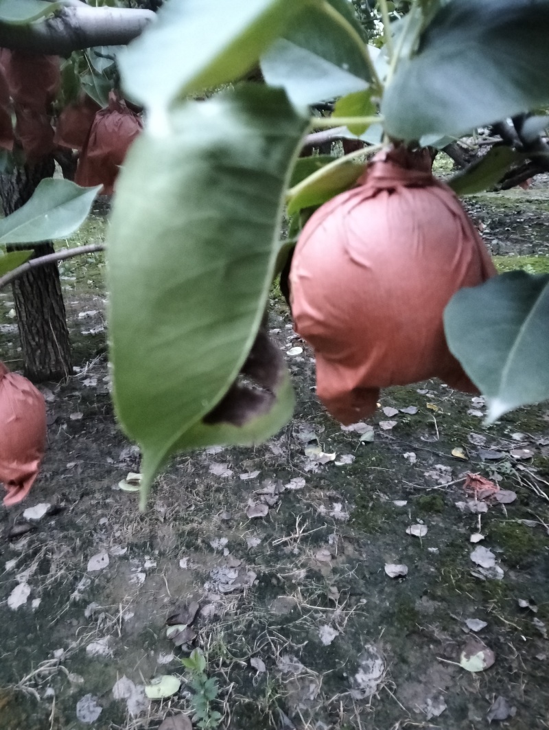 皇冠梨已成熟有要的请联系（***********）