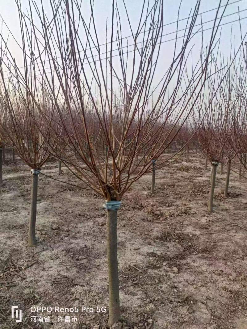 6的榆叶梅