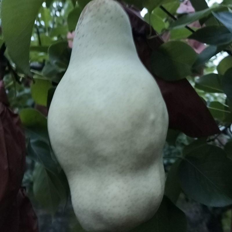 贵妃梨已成熟有要的请联系（***********）