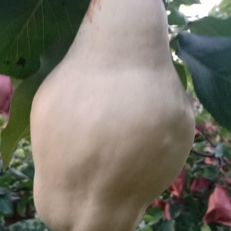 贵妃梨已成熟有要的请联系（***********）