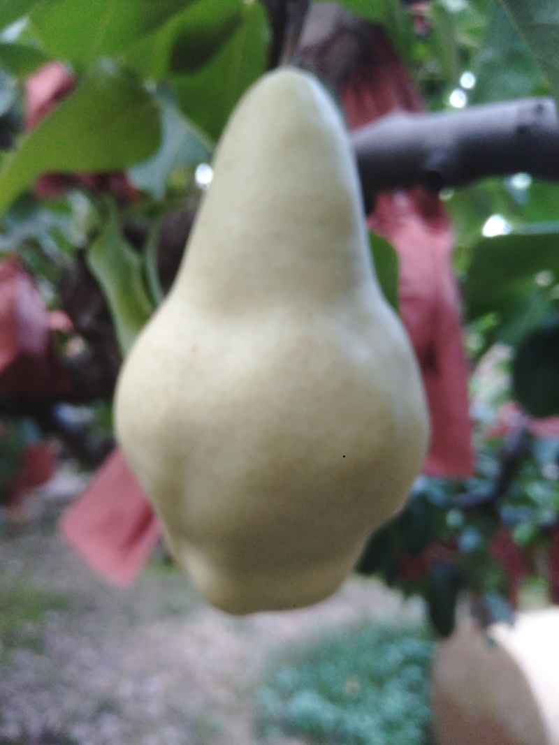 贵妃梨已成熟有要的请联系（***********）