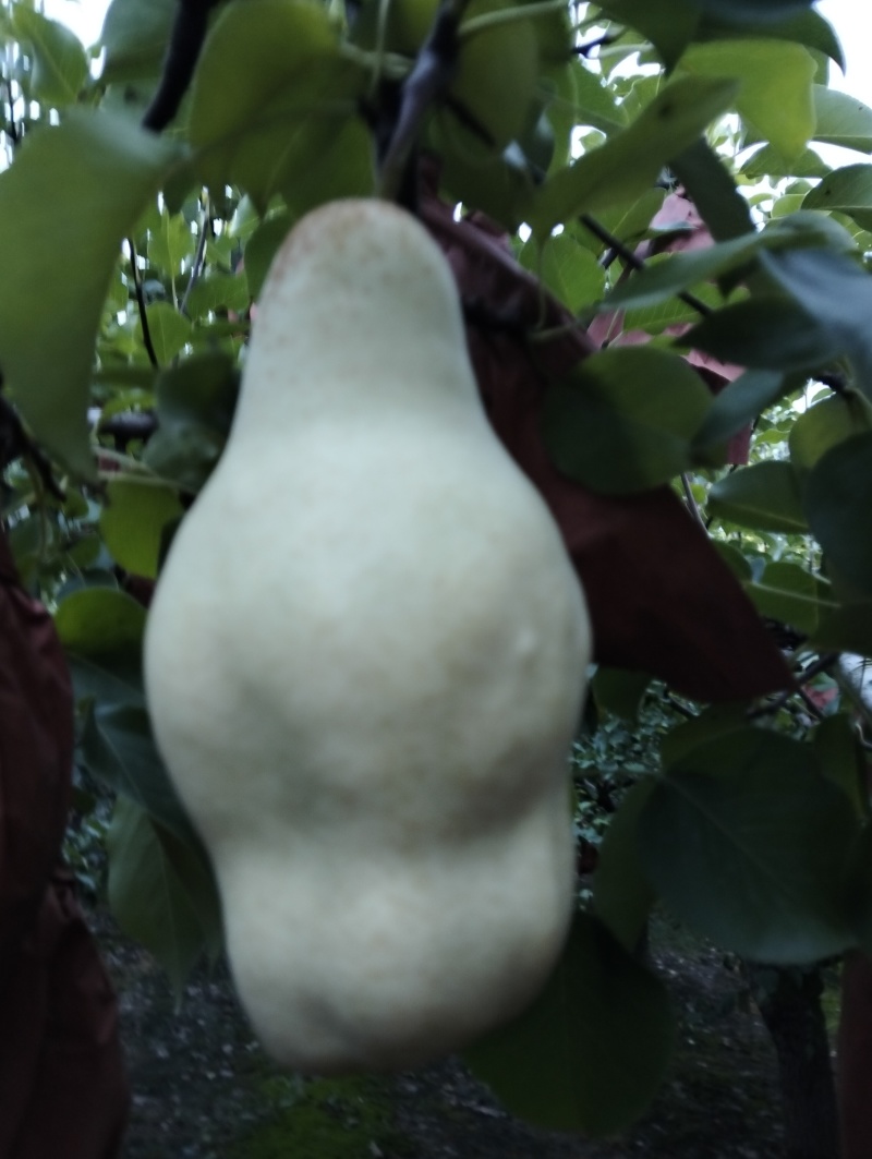 贵妃梨已成熟有要的请联系（***********）