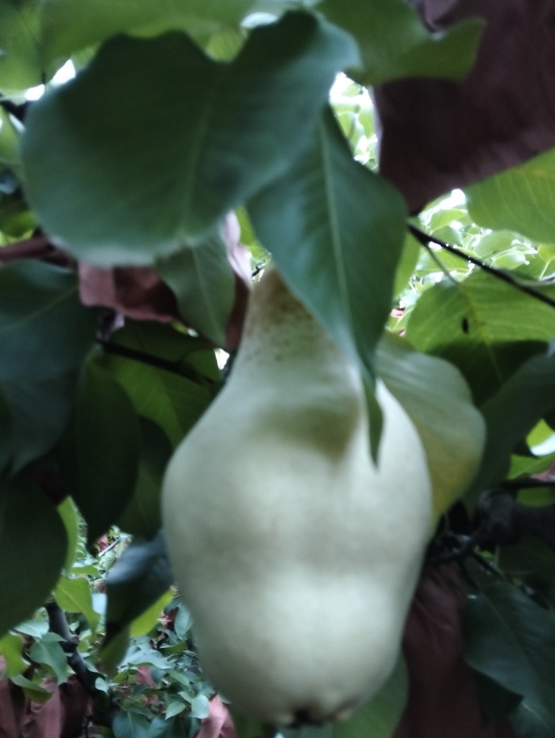 贵妃梨已成熟有要的请联系（***********）