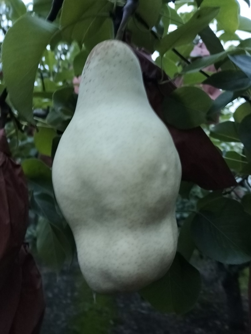 贵妃梨已成熟有要的请联系（***********）