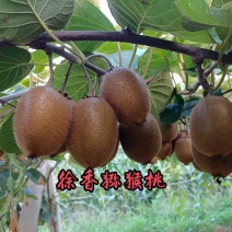 周至翠香，徐香猕猴桃，口感好，需要的客商联系，农户直销