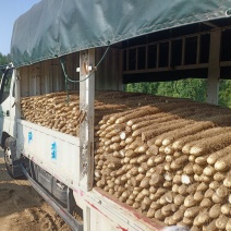 湖北荆门钟祥精品沙地山药九斤黄山药长直条条形直货量大承接加工