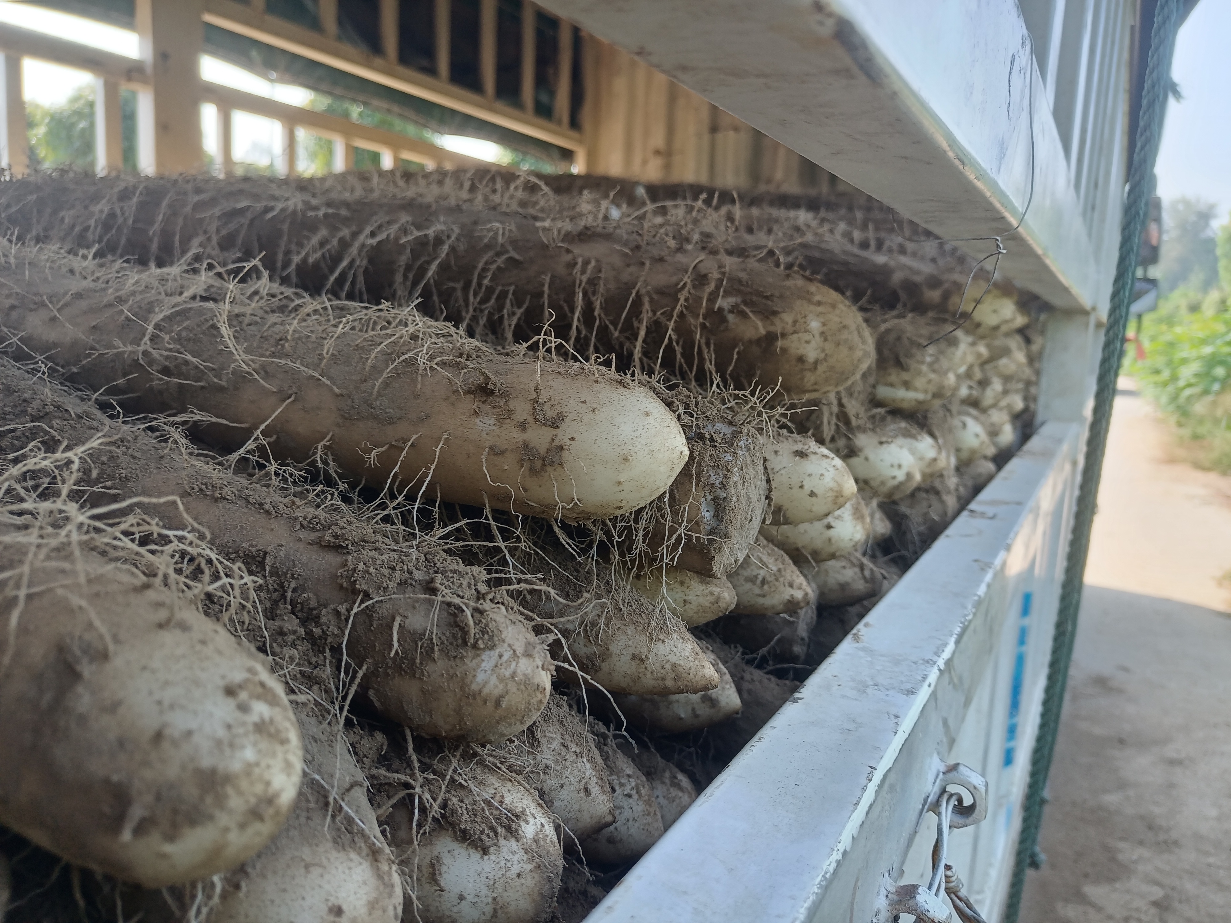 山药特写与营养标签