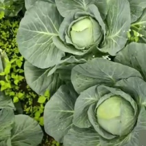 奥奇娜甘蓝扁包菜产地一手货源欢迎咨询