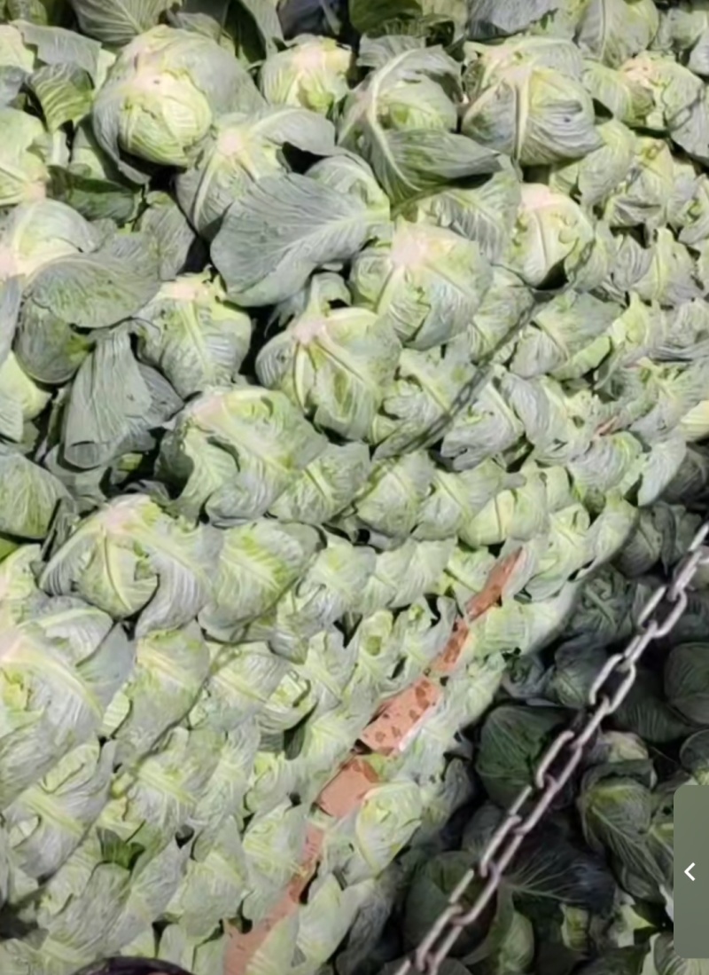 奥奇娜甘蓝扁包菜产地一手货源欢迎咨询