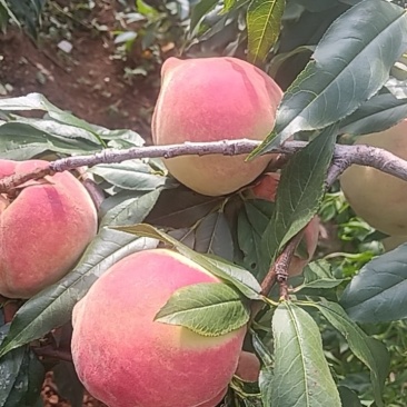 桃子也上巿
