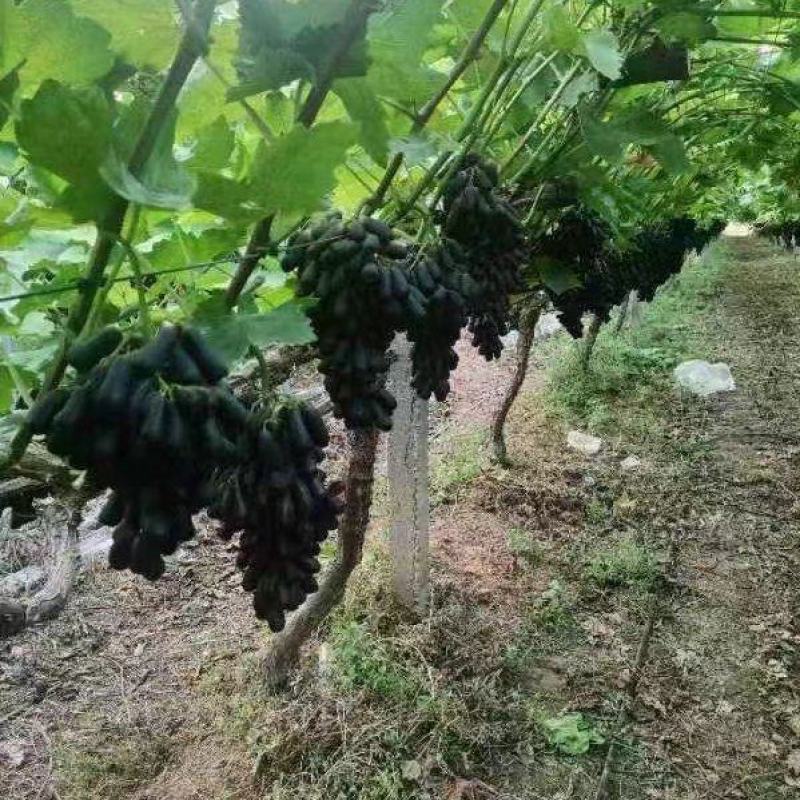 兰宝石葡萄价格