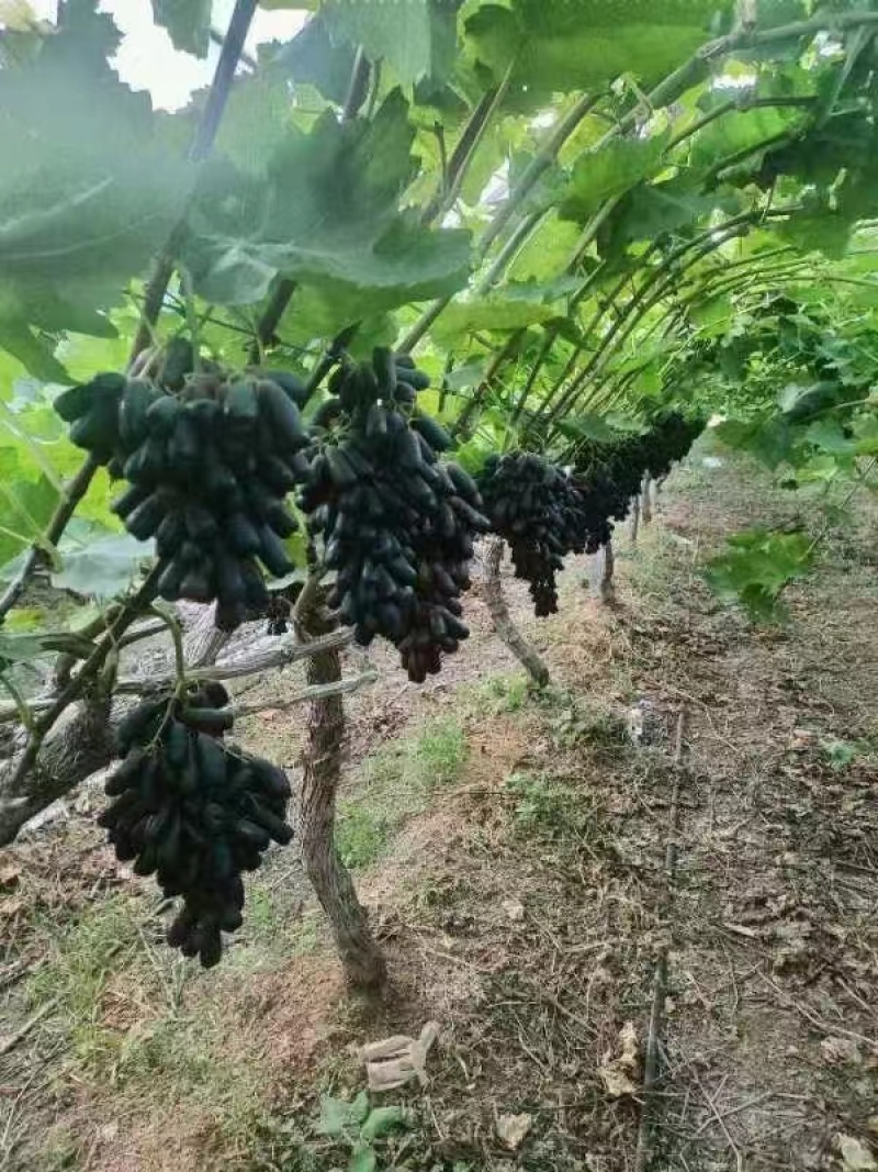 兰宝石葡萄价格