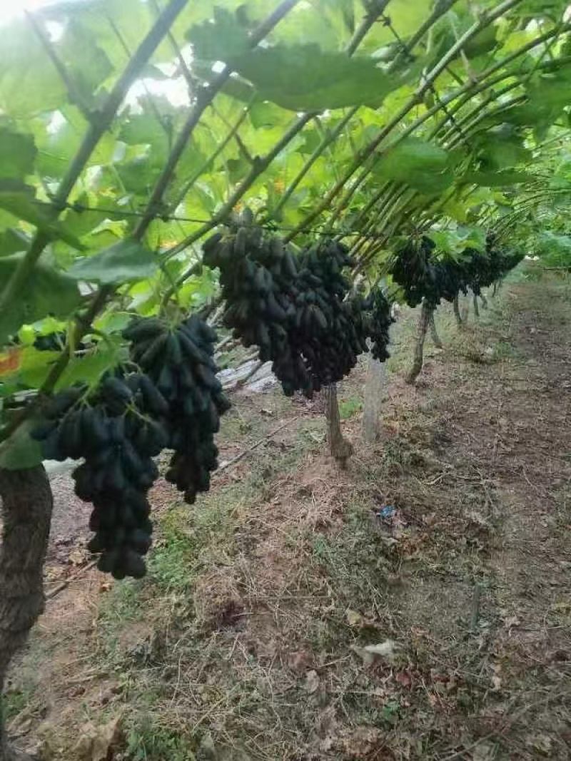 兰宝石葡萄价格