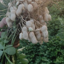 新鲜花生大量上市有需要的老板请联系价格优惠质量保证