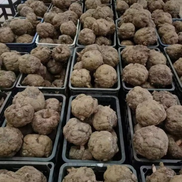 贵州魔芋基地大量出售优质豆腐魔芋，重大从优，欢迎咨询