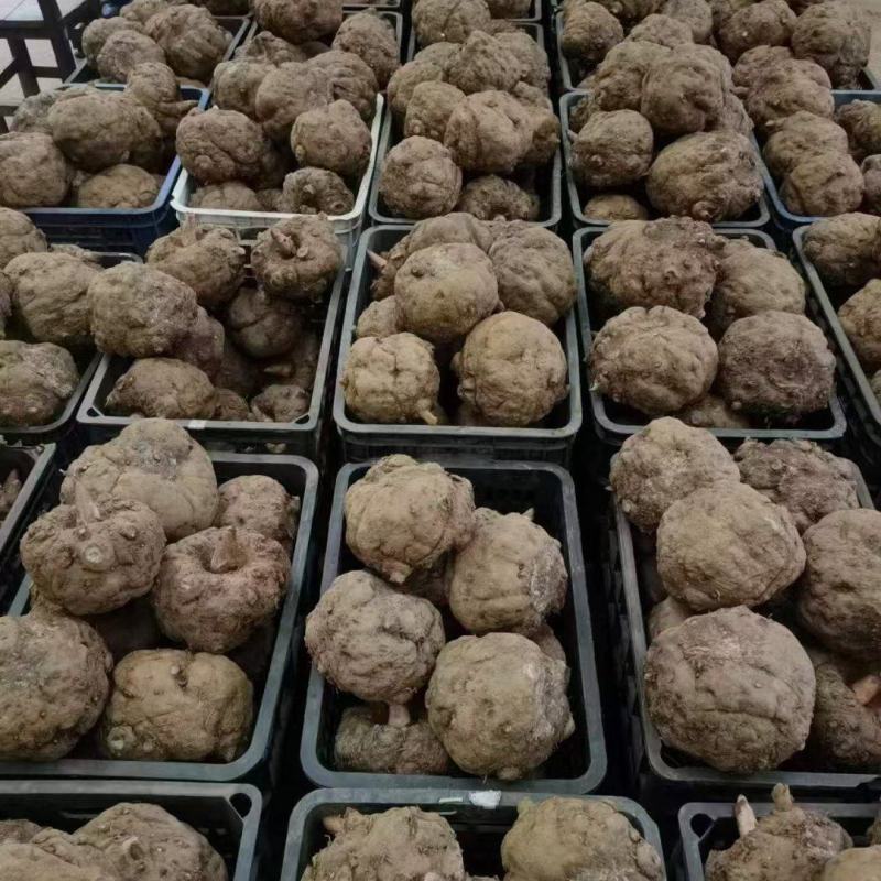贵州魔芋基地大量出售优质豆腐魔芋，重大从优，欢迎咨询