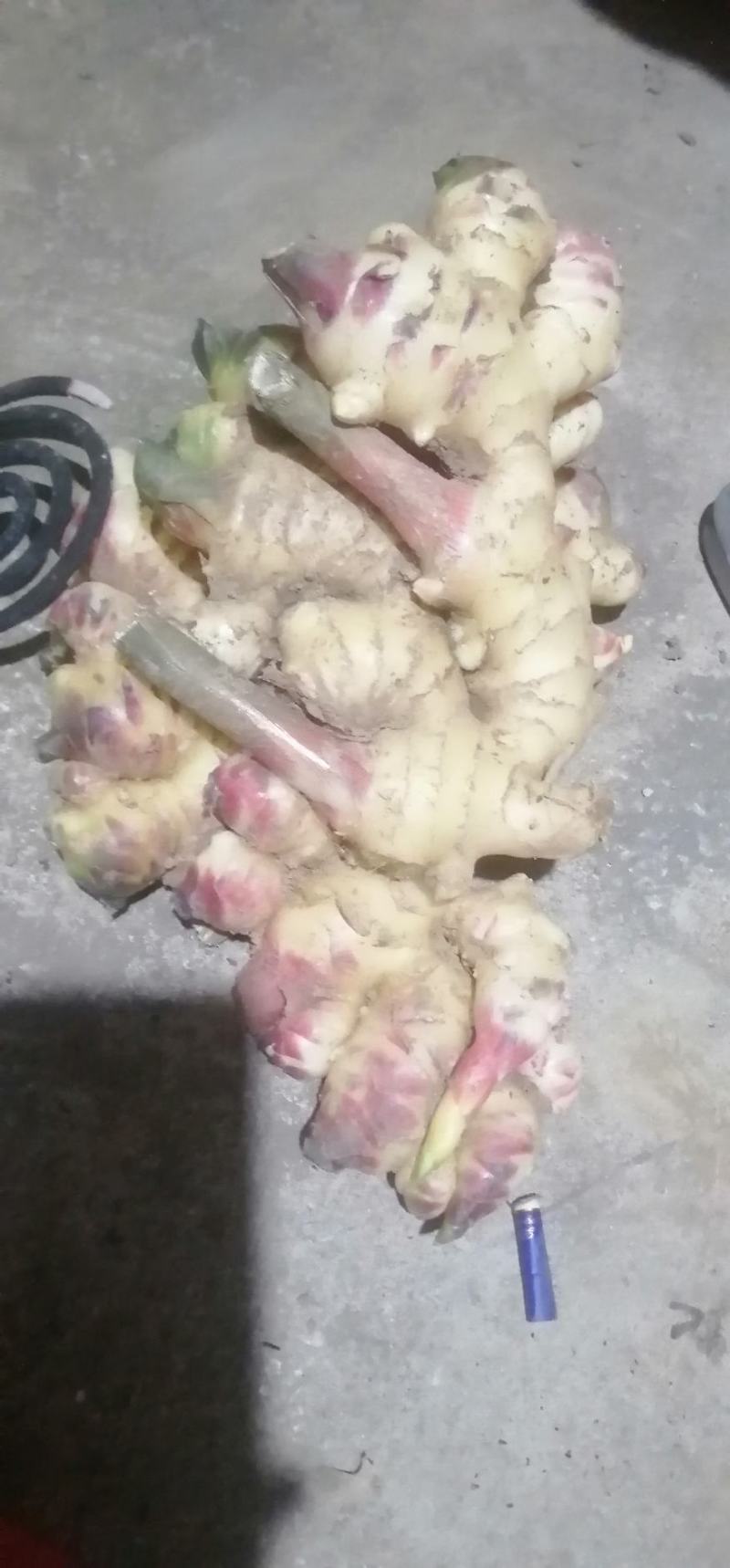 24年大肉姜上市接受预订