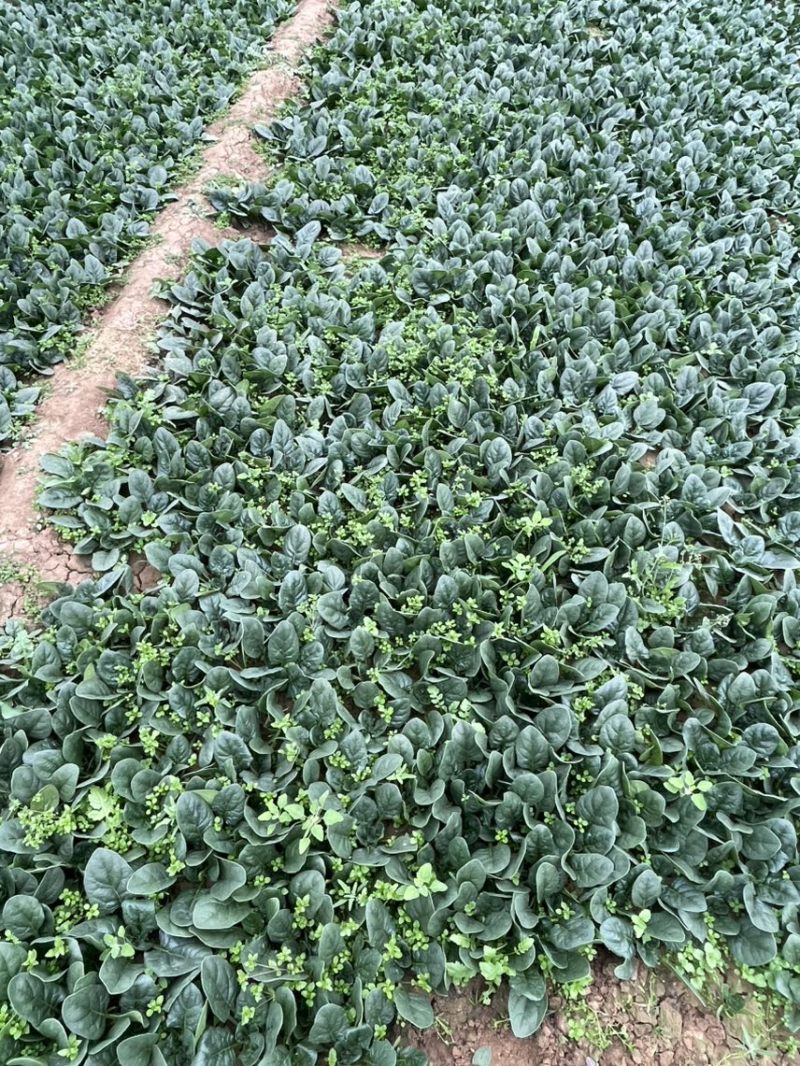 精品趴地菠菜黑叶菠菜，圆叶菠菜。