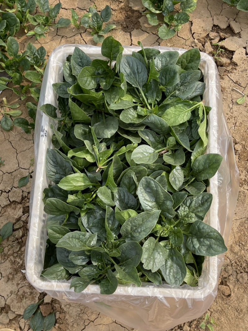 精品趴地菠菜黑叶菠菜，圆叶菠菜。