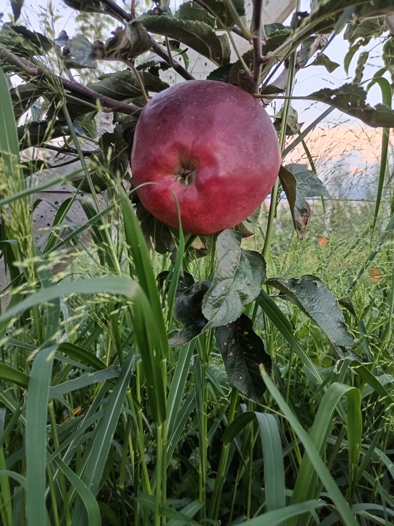云南高原苹果红露，自然成熟，纯甜鲜货