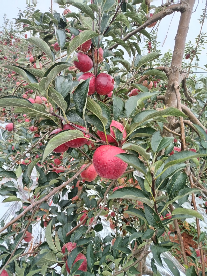 云南高原苹果红露，自然成熟，纯甜鲜货
