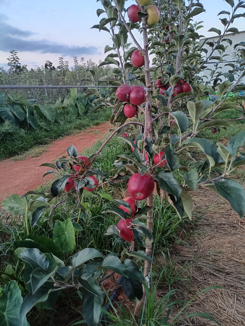 云南高原苹果红露，自然成熟，纯甜鲜货