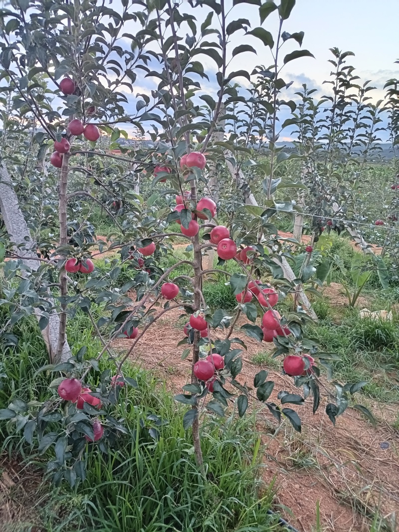 云南高原苹果红露，自然成熟，纯甜鲜货