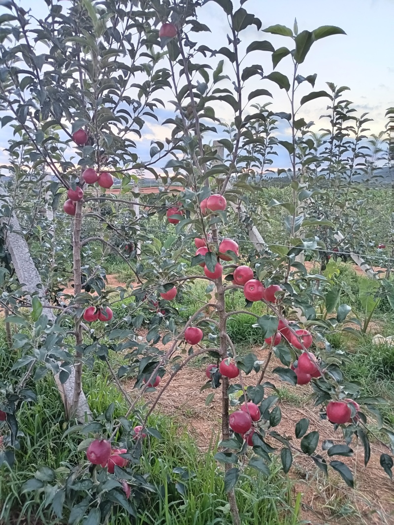 云南高原苹果红露，自然成熟，纯甜鲜货
