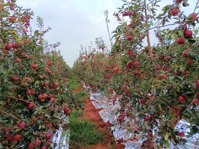 云南高原苹果红露，自然成熟，纯甜鲜货