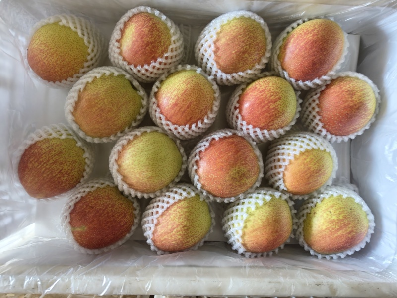 山西运城醉红颜，红酥宝梨大量供应中，欢迎有需要的前来选购